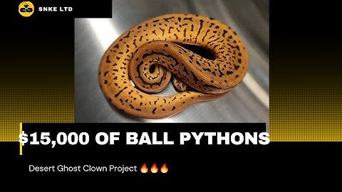 My BIGGEST $$$ Ball Python Unboxing EVER! Desert Ghost Clown Morphs!
