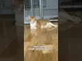 Lắm lúc cũng cute 😻 | Cute sometimes too