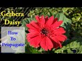 How To Grow and Care for Gerbera Daisy | Gerbera Propagation | Propagate Gerbera Without Fail |