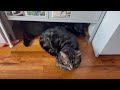 Домашний кот / Что делают домашние коты / Кот в домашних условиях / Красивые кошки