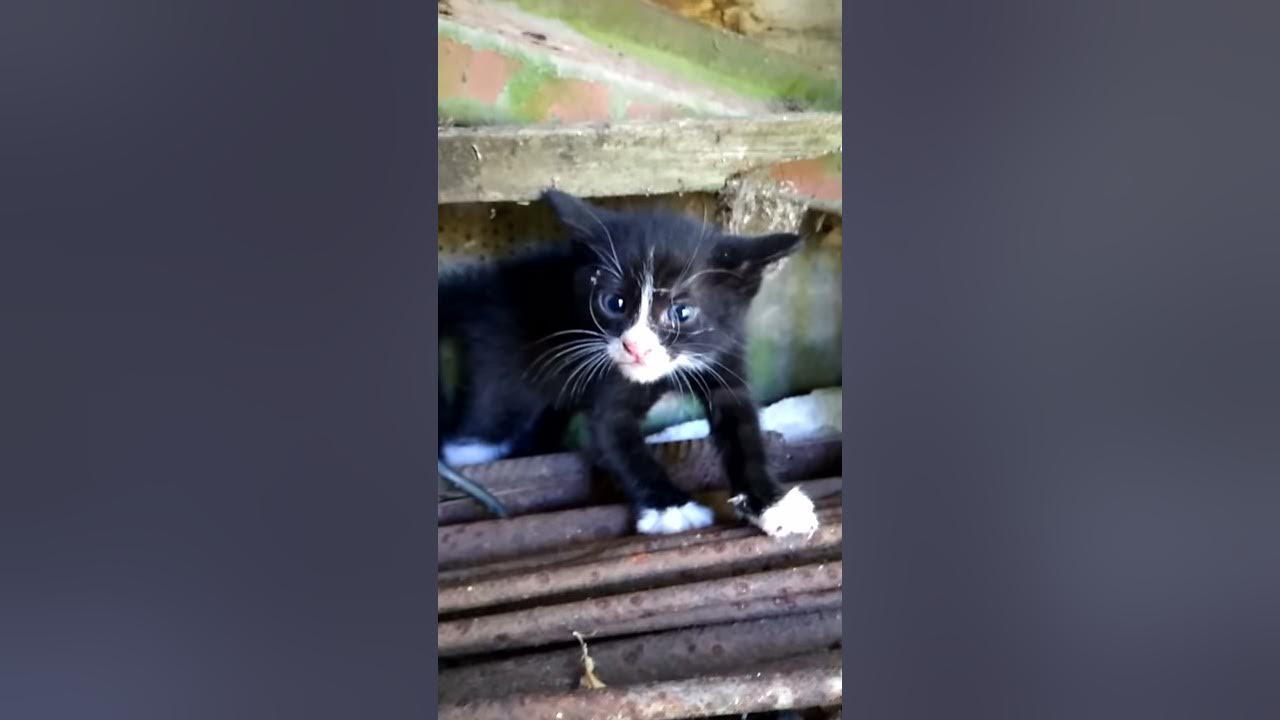 Малко коте хъска :D - YouTube
