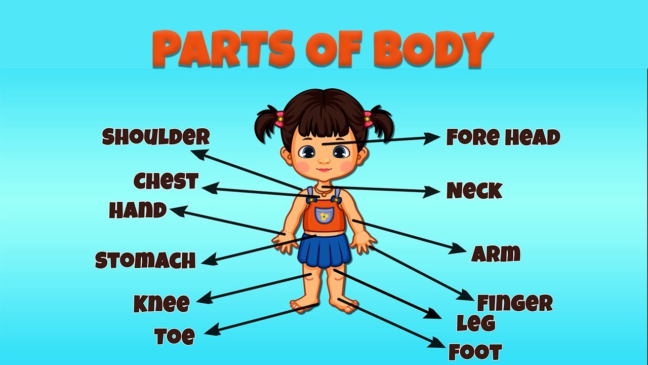 Parts Of Body Names In English Learning For Kids Toddlers parts-of-body-names-in-english-learning-for-kids-toddlers