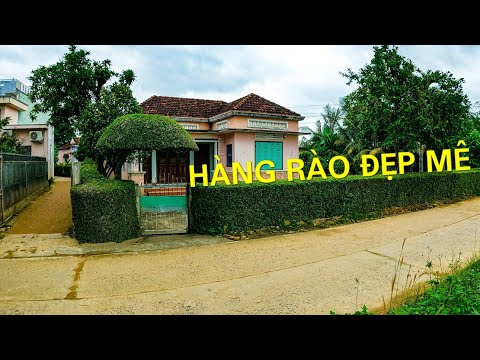 Video: Hàng Rào Sống: Thấp, Trung Bình Và Cao, Hái Cây