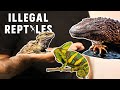 5 Illegal Reptiles You Must NOT Have