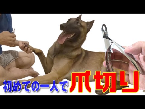 【爪切り】を嫌がる【甘噛み】暴れ大型犬【シェパード】に1人で挑戦!犬にキレるか!爪を切るか?