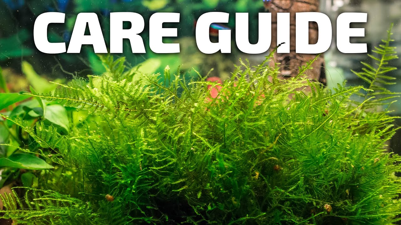 How to Care for Java Moss - Perfect Plant for Breeding Fish 