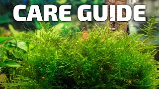 How to Care for Java Moss - Perfect Plant for Breeding Fish