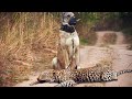 LEOPARDO vs KANGAL - QUEM VENCE ESSE CONFRONTO?