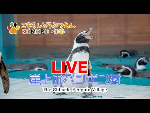 ペンギン村！ The Cliffside Penguin Village 崖上のペンギン村LIVE 小諸市