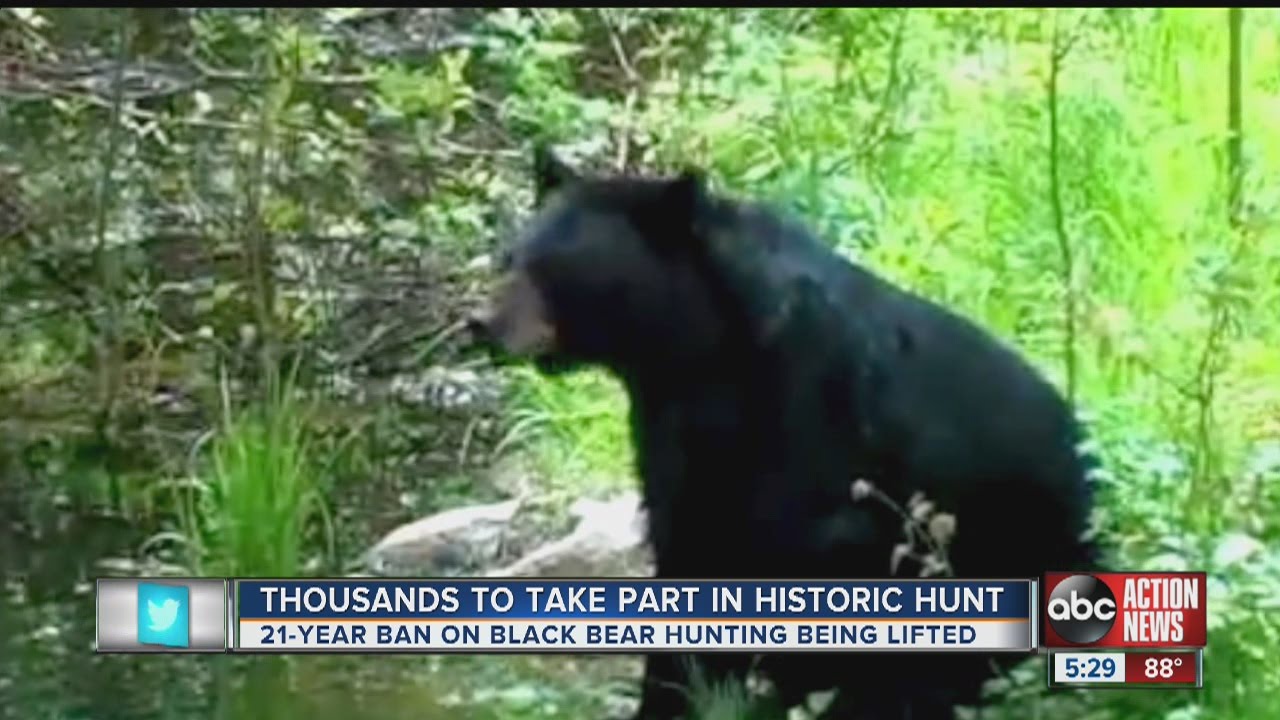 Florida black bear hunting season set to begin YouTube