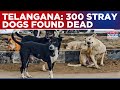 Telangana News: 300 Stray Dogs Found Dead, Mass Poisoning Suspected; FIR Registered | Breaking News