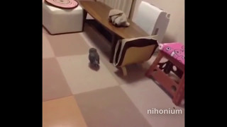 owl birb