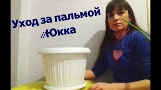 Почему желтеют листья? Уход за пальмами / Юкка/ надуваю цветы- шарики детям Почему желтеют листья? Уход за пальмами / Юкка/ надуваю цветы- шарики детям