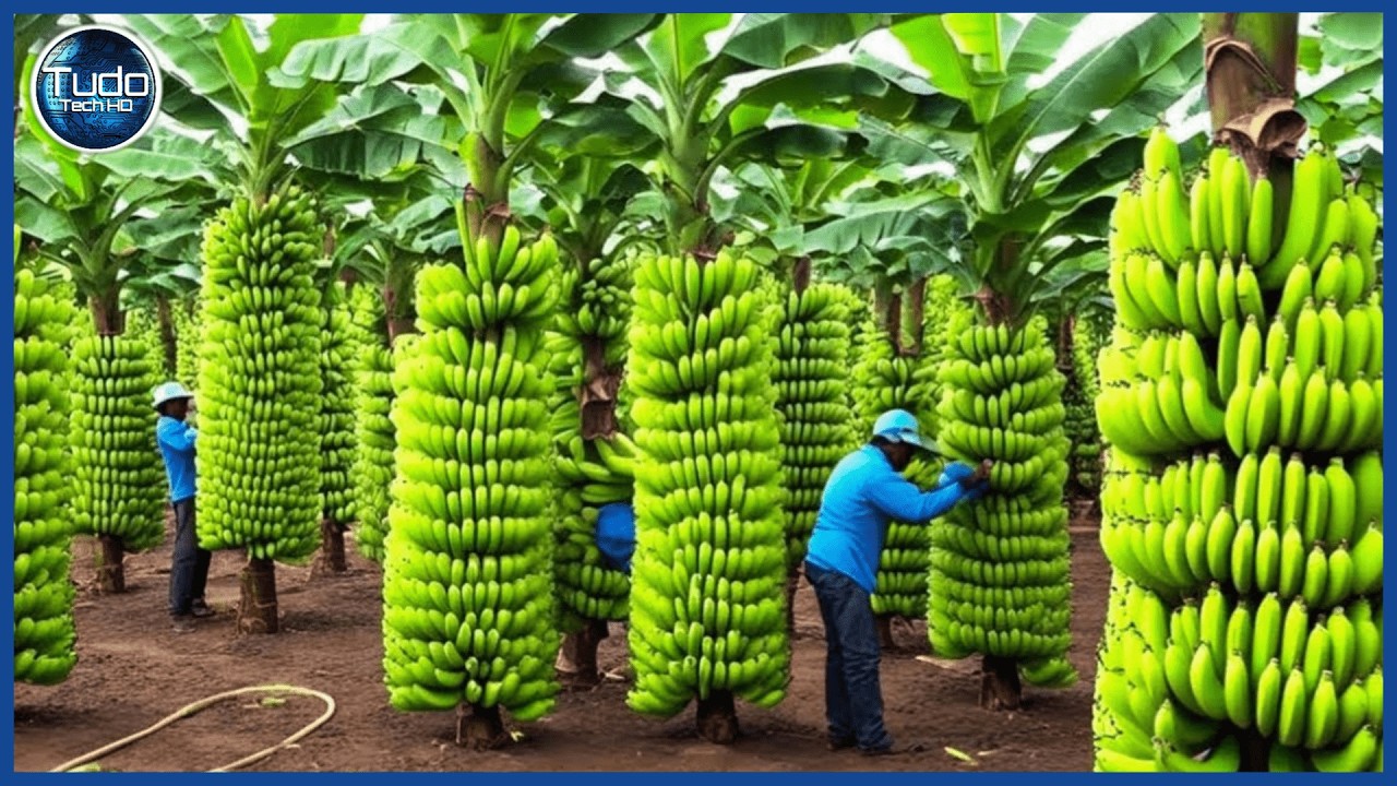 Como Milhões de Bananas são Cultivadas, Colhidas e Processadas - Incrível Processo Industrial