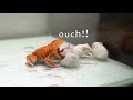 I gave four mice to my pacman frog  warning live feeding