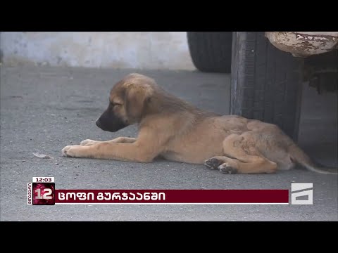 გურჯაანში ცოფის შემთხვევები დაფიქსირდა