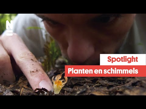 Video: Waarom Schimmelziekten Van Planten Jaarlijks Verschijnen