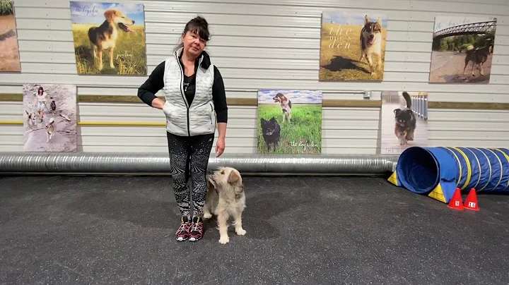 How to teach the Side Step for Rally Obedience - W...