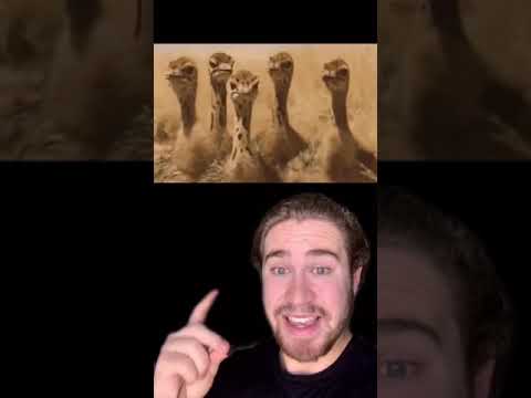 Video: Am pierdut un război cu emu?