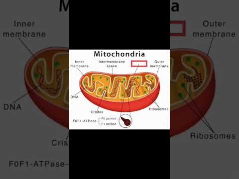 Video: Wat is mitochondrion in biologie?