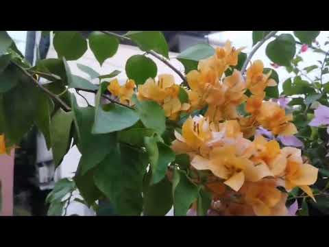 ഞങ്ങളുടെ Bougainvillea പൂന്തോട്ടം|Our Bougainvillea garden - YouTube