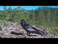 Satakunta Osprey nest 1: aerial action as the raven returns and sad Ossi chases it away 27 Jun 2021