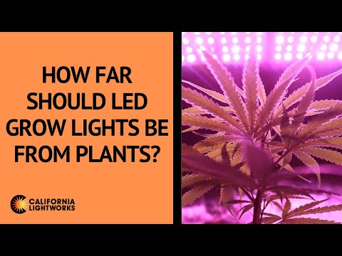 How Far Should LED Grow Lights Be From Plants? - FAQ