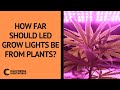 How Far Should LED Grow Lights Be From Plants? - FAQ