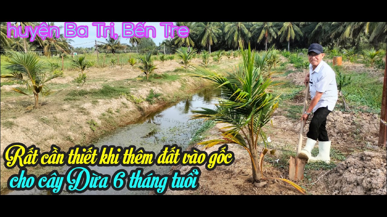 CHIA SẺ CÁCH BỒI THÊM ĐẤT VÀO GỐC CHO CÂY DỪA 6 THÁNG TUỔI TRỞ ĐI TẠI HUYỆN BA TRI, TỈNH BẾN TRE.
