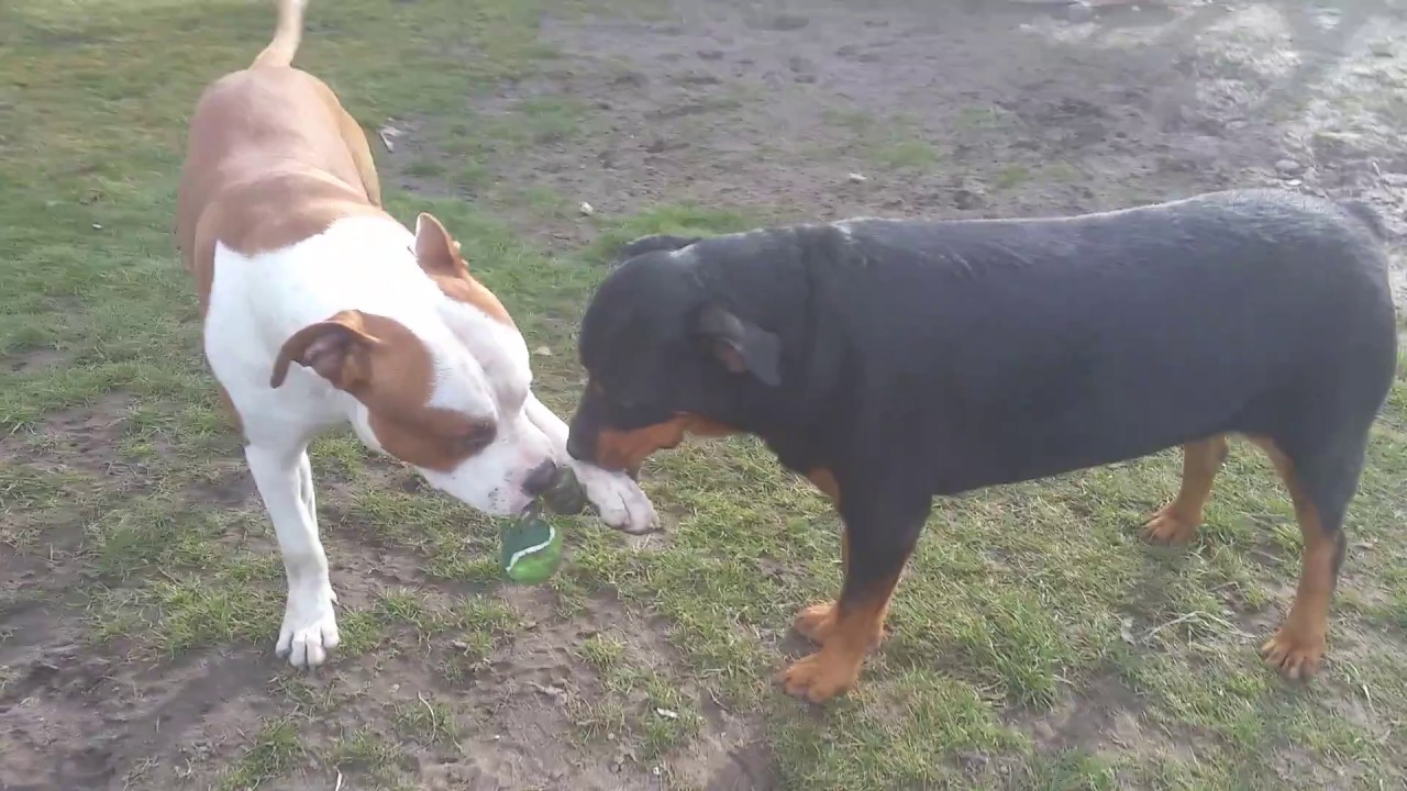 amstaff vs rottweiler