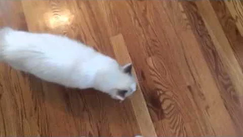 Watch the video about Rag doll cat playing fetch