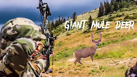 GIANT MULE DEER UTAH ARCHERY OPENING DAY 2022