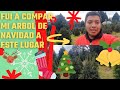 COMPRANOD MI PRIMER ARBOL DE NAVIDAD NATURAL ✅☃️💲