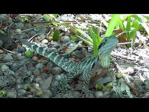 Friendly Australian Water Dragon Lizard in Queensland during Summer