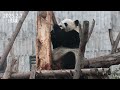 大熊猫绣球吃树，2016年9月5日出生于中国大熊猫保护研究中心核桃坪野化培训基地，母亲是野生大熊猫水秀，父香格。2021年生女儿优悠，2022年出差到成都熊猫基地进行种群交流，2024年生女儿绣丽。