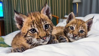 LYNXES REJOICE OF MY RETURN / Traveling with Kittens