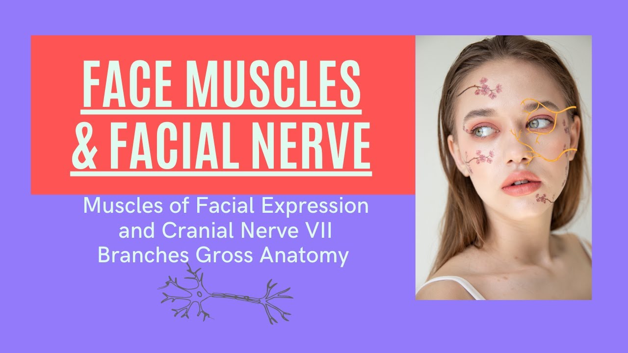 Facial Muscles and Facial Nerve CN VII Anatomy #anatomy - YouTube