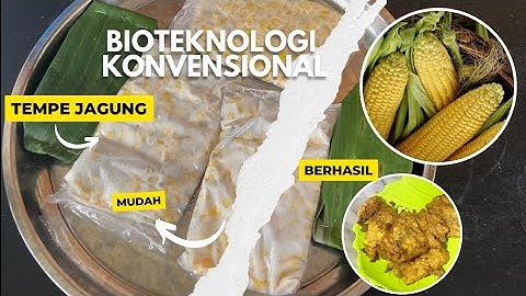 Thumbnail of Bioteknologi konvensional | Tempe Jagung | Praktikum biologi