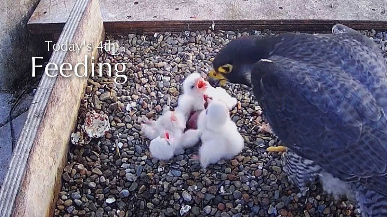 #17🦅🐥2°🐥1°🐥0°🥚Worcester Cathedral🇬🇧Peregrine Falcon Nest 2025／Peter💗Peggy