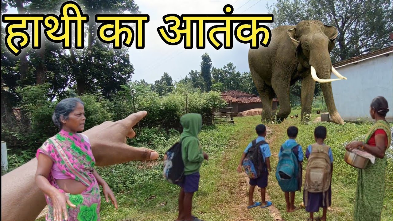 Wild  Elephant terror Jashpur  | जशपुर के मरियम टोली में जंगली हाथी का आतंक |   28 September 2024