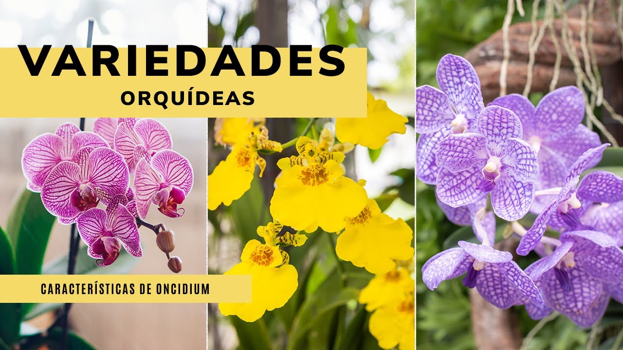 3 VARIEDADES de ORQUÍDEAS 🌺 Características, cuidados y plantación del  Oncidium 👩‍🌾 Jardinatis - thptnganamst.edu.vn