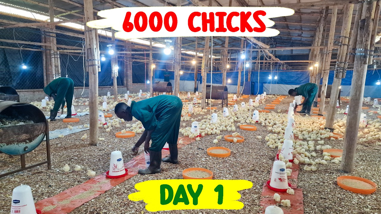 Уход за 6000 цыплятами-бройлерами: советы и рекомендации от моих экспертов