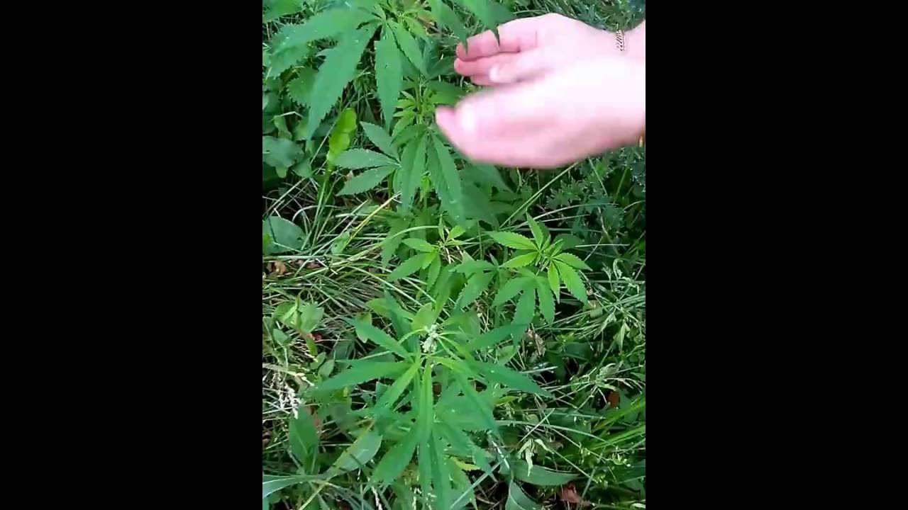 Редкое растение! legal drugs (marijuana конопля)!  планокур!  курение_марихуаны (jamaica) гашишь bud