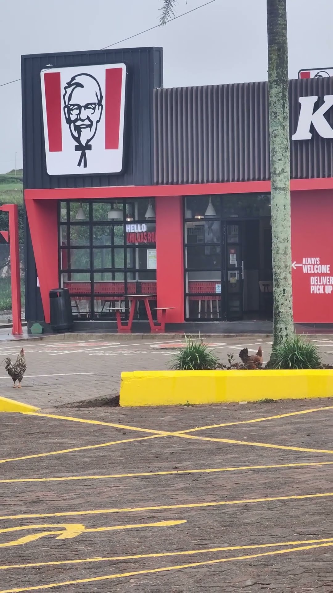 Chicken Hangs Out In Chicken Restaurant Parking Lot || ViralHog
