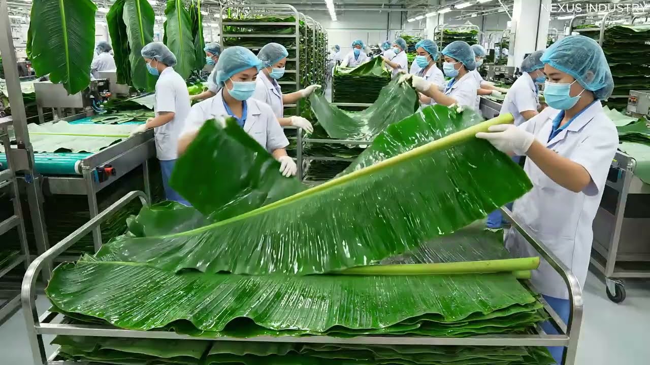 Inside the Largest High-Tech Banana Leaf Processing Factory You’ve Never Seen Before