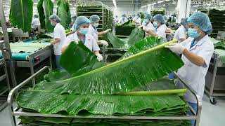 Inside the Largest High-Tech Banana Leaf Processing Factory You’ve Never Seen Before