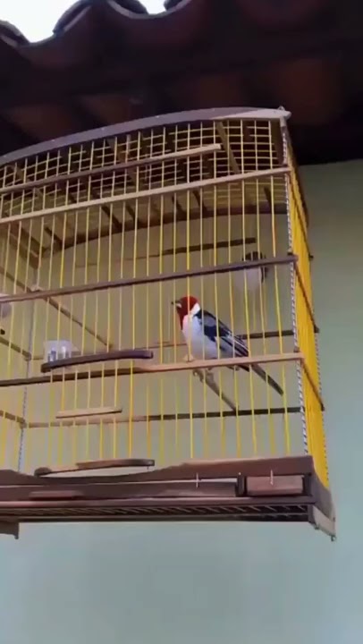 AÇOITE PURO DO GALO DE CAMPINA