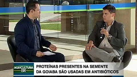 Pode comer sementes goiaba?
