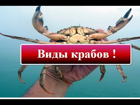Виды крабов
