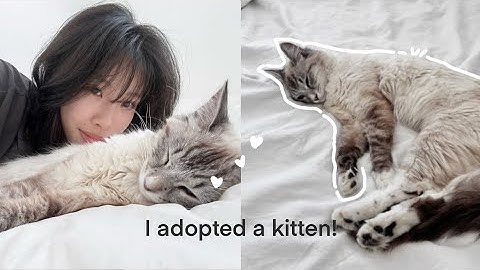 I adopted a kitten! ☁️ getting supplies, first day 